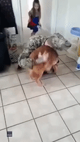 Excited Dog Welcomes Owner Home From Military Deployment