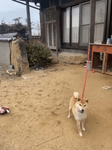 cuteanimalland giphyupload GIF
