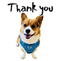 Thanks Corgi Sticker