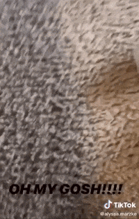 GIF by BuzzFeed