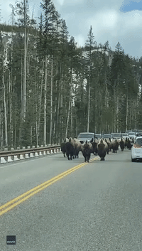 Hoof It or Lose It! Bison Hold Up Traffic at Yellowstone National Park