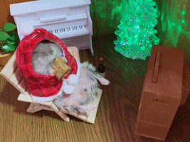 Christmas Hamster GIF by Storyful