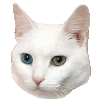 Cat Lady No Sticker by Smitten Kitten