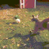 wilson kangaroos GIF