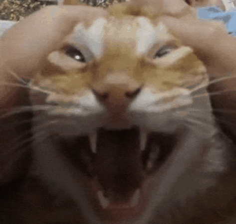 Crazycat GIF