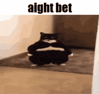 Cat Aight Bet GIF
