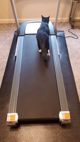 Confused Cat Doesn't Fully Understand Treadmill