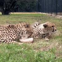Cheetah Cools Down With Meaty Popsicle Amid Extreme Texas Heat