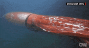 Sea Creature News GIF by Mic