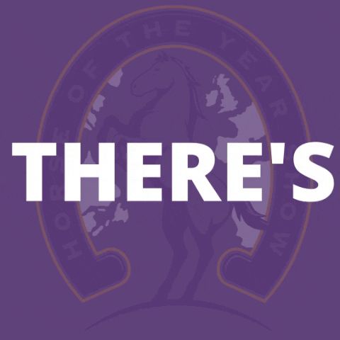 hoys_official horse horses equestrian equine GIF