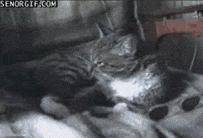 cat whatever GIF by Cheezburger