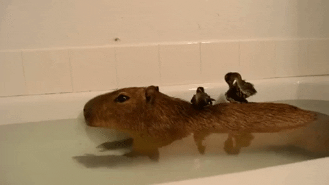 ducks bathtub GIF