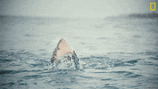 Nat Geo Omg GIF by National Geographic Channel