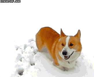 snowball devour GIF by Cheezburger