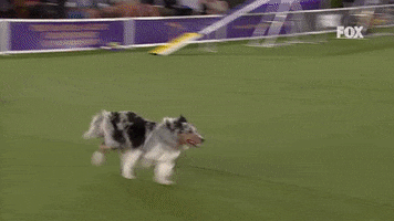 Westminster Dog Show Bee GIF by Westminster Kennel Club