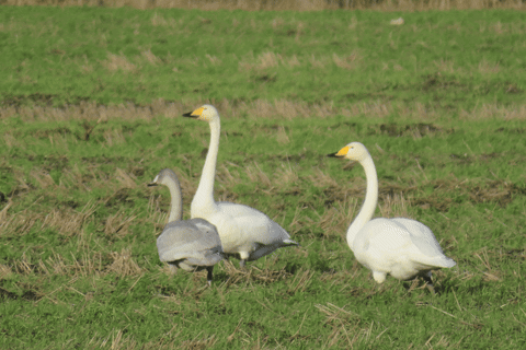 ingovalgma giphyupload GIF