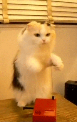 Cat Theremins GIF