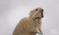 Wildlife Stephen GIF by Madman Films