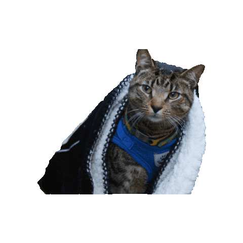 Cat Sticker by Gray Hat Films