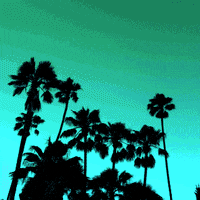 Palm Trees Sky GIF by Jess