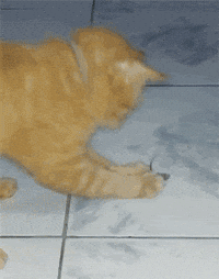 tom jerry GIF