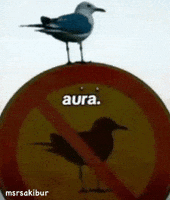 Bird Aura GIF by MSR Media Network