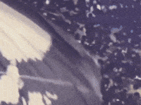 Pipa Persib GIF