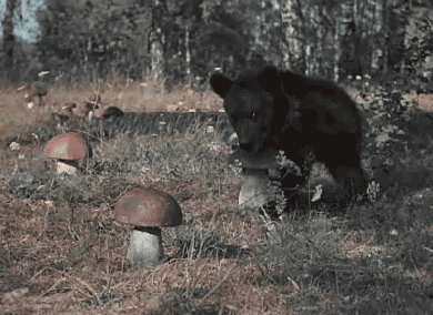 Bear Mushroom GIF