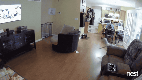 confused what's happening GIF by Nest