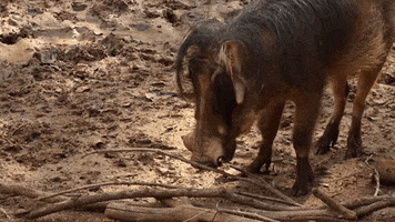 Atlanta Atl GIF by ZooATL