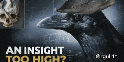 Pirate Crow GIF