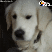 golden retriever dog GIF by The Dodo