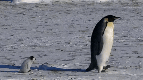 giphy