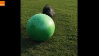 Tiny Horse Plays With Giant Ball