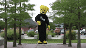 Wu_Shock college wsu wu collegelife GIF