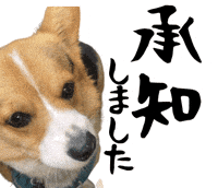 Corgi Milo GIF
