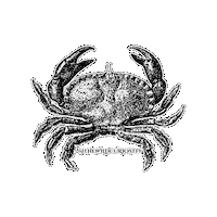 Sea Creature Dancing Sticker by The Wild Curiosity