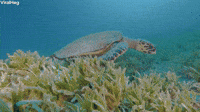 Sea Turtle Swims along the Seagrass