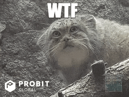 Pallas Cat Reaction GIF by ProBit Global