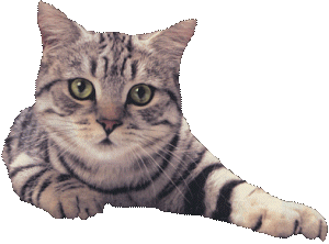 gatos STICKER