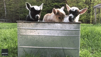 Full Metal Bucket: Sunflower Farm Creamery Welcomes Newborn Goat Triplets