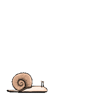 Snail Vkvk Sticker