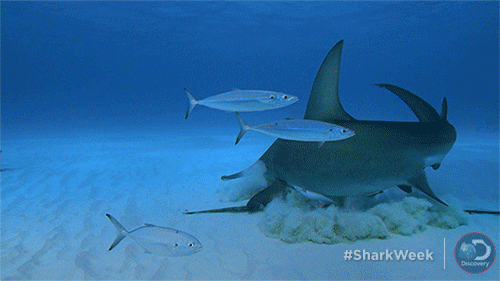 hungry hammerhead shark GIF by Shark Week