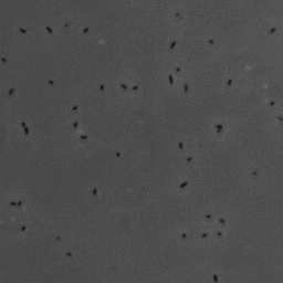 bacteria GIF