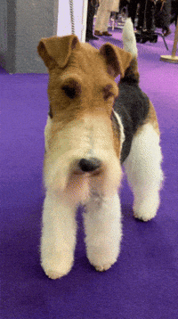 Dog Show GIF by Westminster Kennel Club