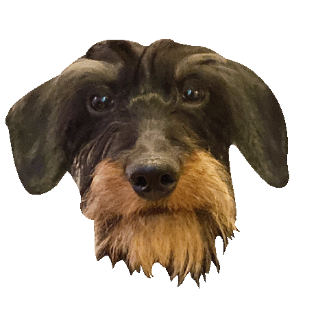 Dachshund Doxie Sticker by DopeDog