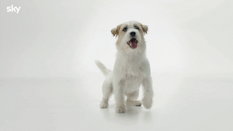 Dog Cane GIF by Sky Italia
