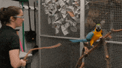 parrot goodbye GIF by California Academy of Sciences