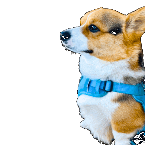 Dog Corgi Sticker