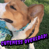 Corgi Cute Dog GIF